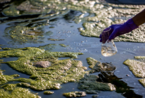 etriphication